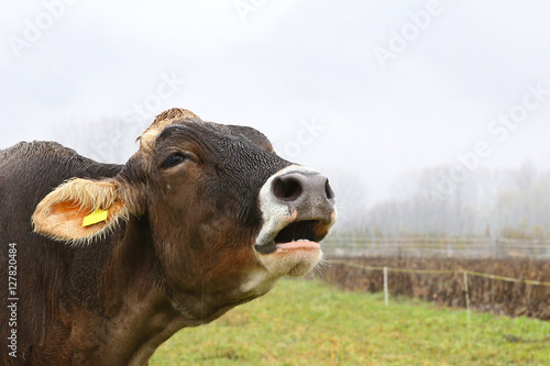 Wet brown cow mooing in green field on a rainy day