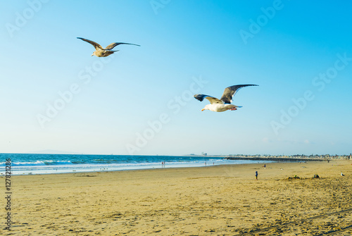 seagull flying in Newport Beach