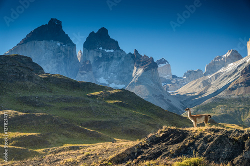 Guanako geniesst Aussicht auf das Torres del Paine Massiv