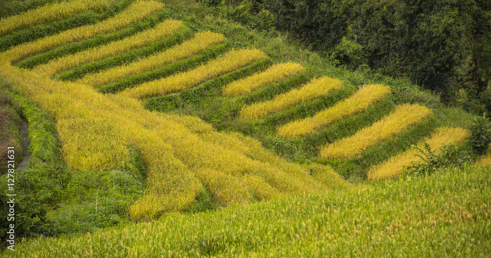 Gold Terraced Rice Field, Pa Pong Pieng , Mae Chaem, Chiang Mai, Thailand Gold Terraced Rice Field, Pa Pong Pieng , Mae Chaem, Chiang Mai, Thailand