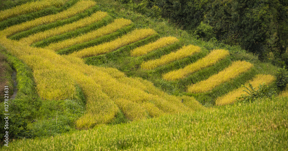 Gold Terraced Rice Field, Pa Pong Pieng , Mae Chaem, Chiang Mai, Thailand