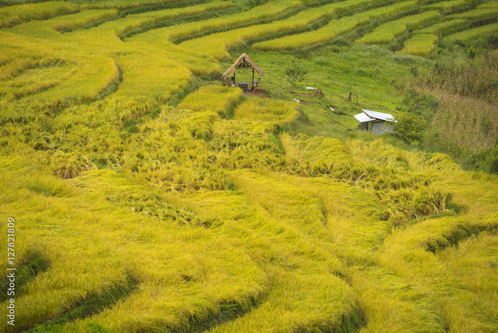 Gold Terraced Rice Field, Pa Pong Pieng , Mae Chaem, Chiang Mai, Thailand
