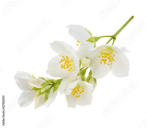 Fotografiet Jasmine flower isolated on white