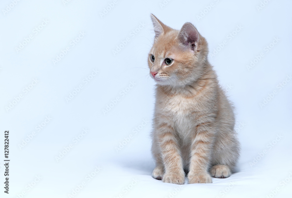 Little ginger kitten sits on a gray background