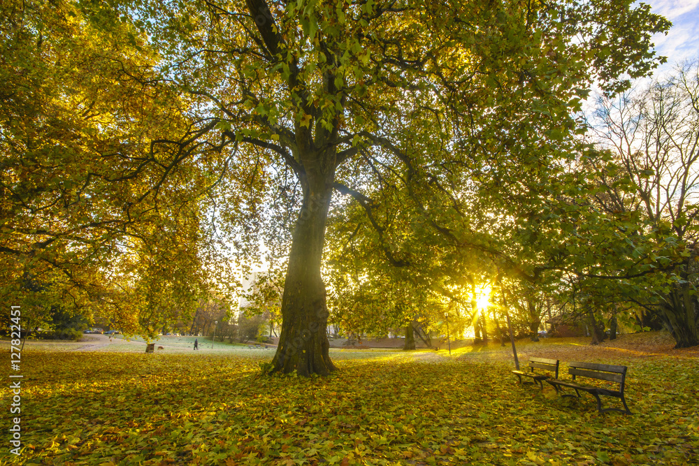 morning in the park in autumn, plane trees in autumn color morning in the park in autumn, plane trees in autumn color