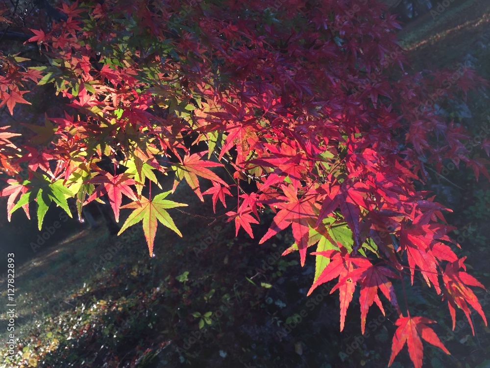 Colorful autumn leaves at sunrise Colorful autumn leaves at sunrise