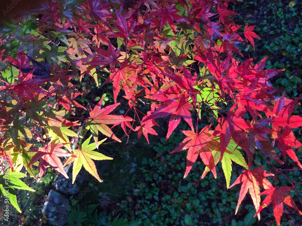 Colorful autumn leaves at sunrise Colorful autumn leaves at sunrise