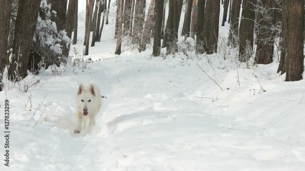 white dog running in the snow