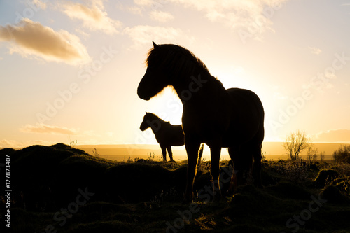 Horses at sunrise