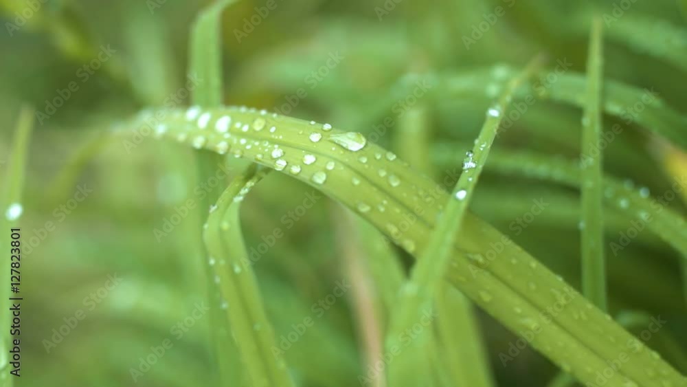 dew on leaves morning background dew on leaves morning background