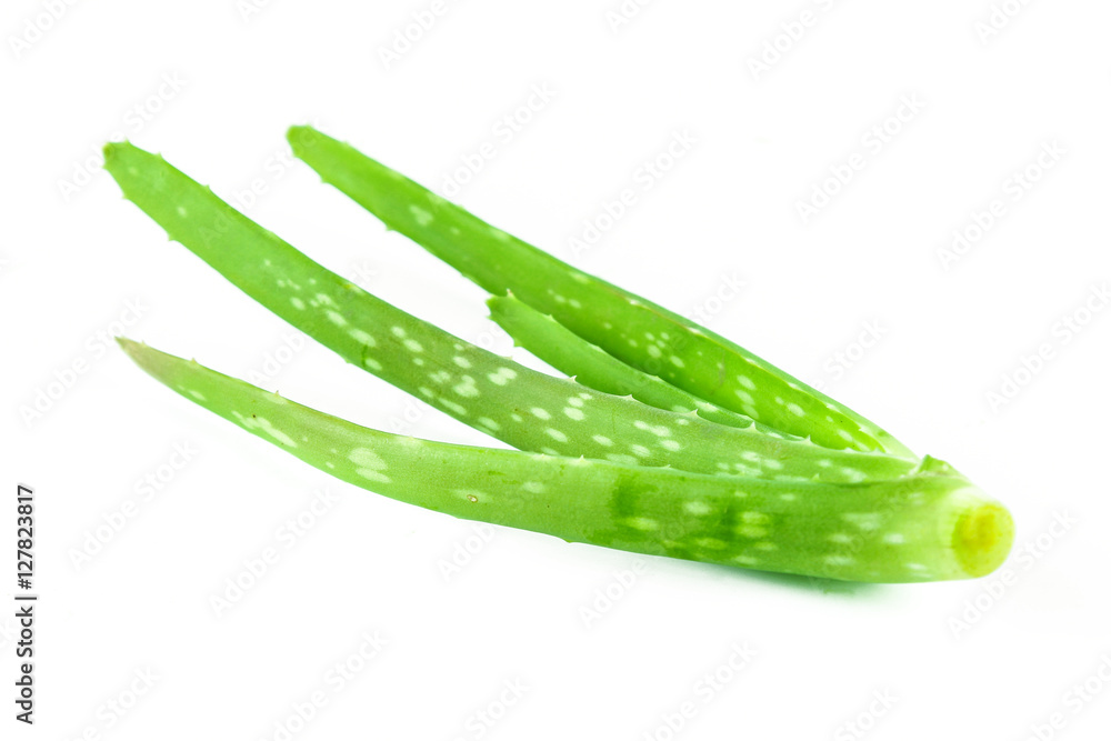Slice Aloe Vera (Aloe barbadensis Mill.,Star cactus, Aloe, Aloin, Jafferabad or Barbados) a very useful herbal medicine for skin care Slice Aloe Vera (Aloe barbadensis Mill.,Star cactus, Aloe, Aloin, Jafferabad or Barbados) a very useful herbal medicine for skin care