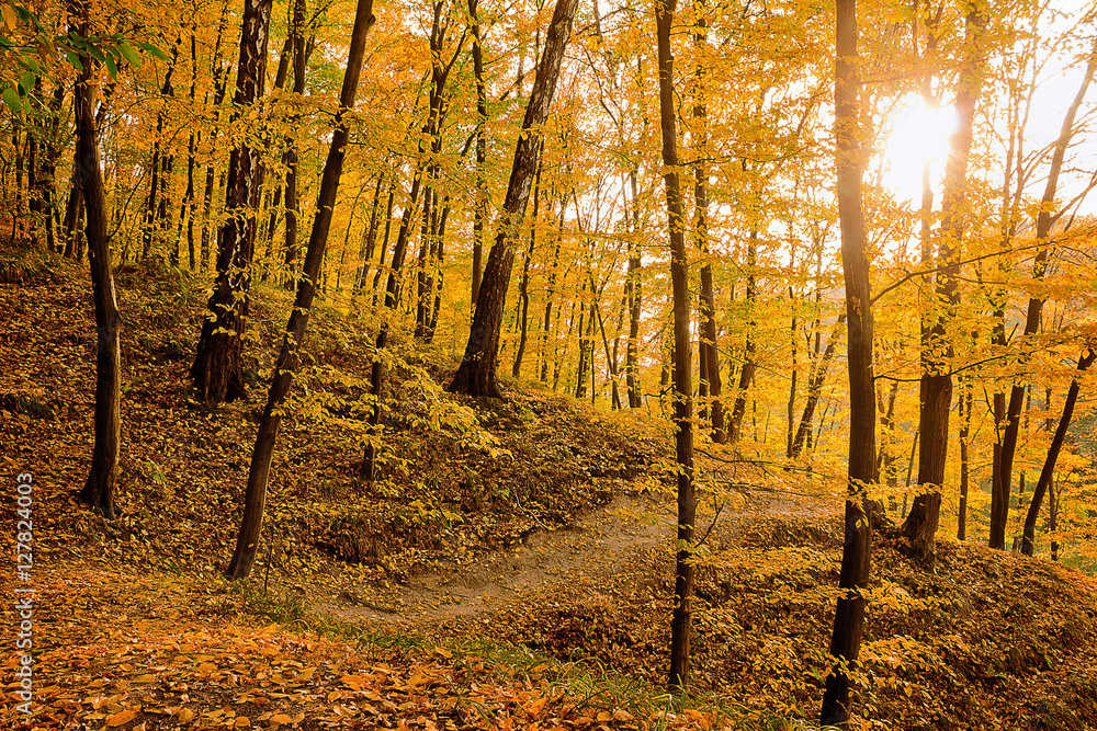 Obraz premium Golden autumn forest with a path among the trees