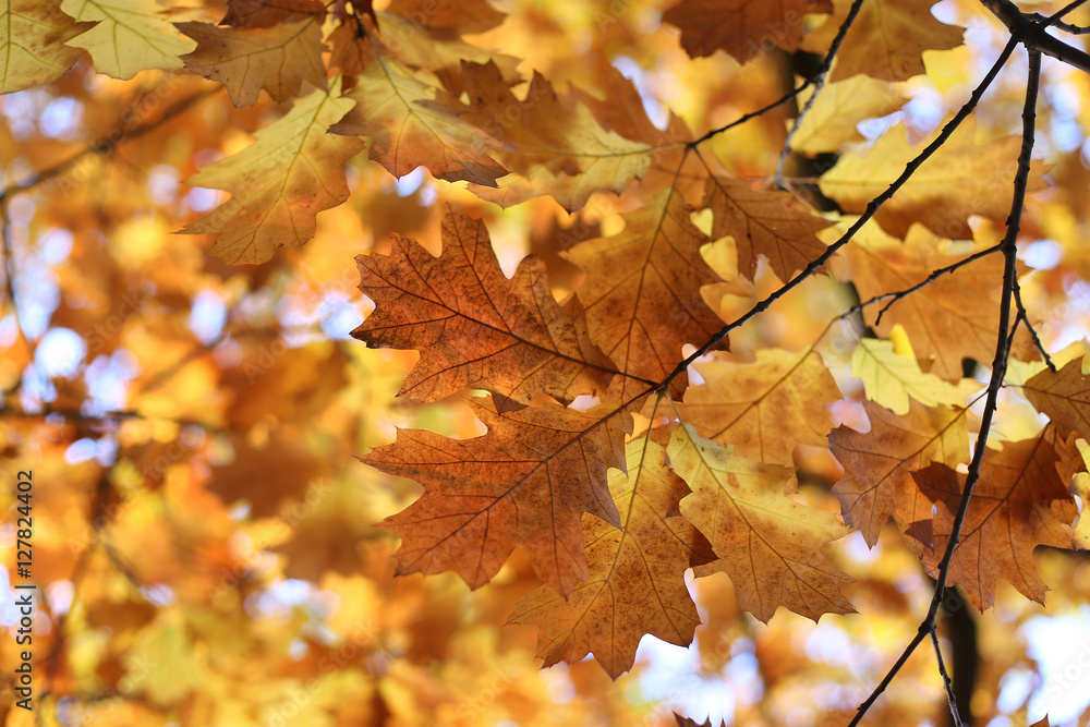 Beautiful autumn branch