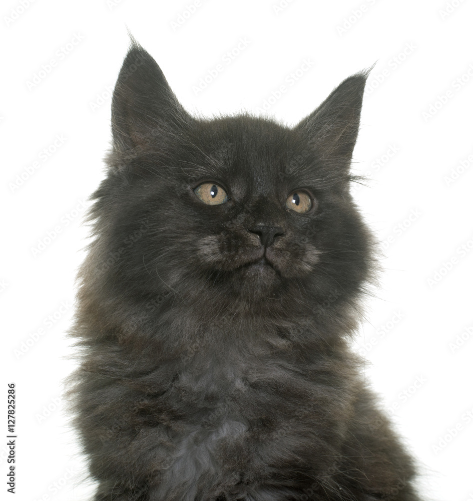 maine coon kitten maine coon kitten