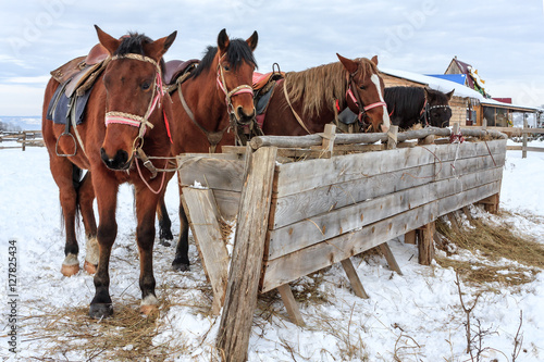 Sorrel horses eating hay from a feeding-tough on the snow at winter