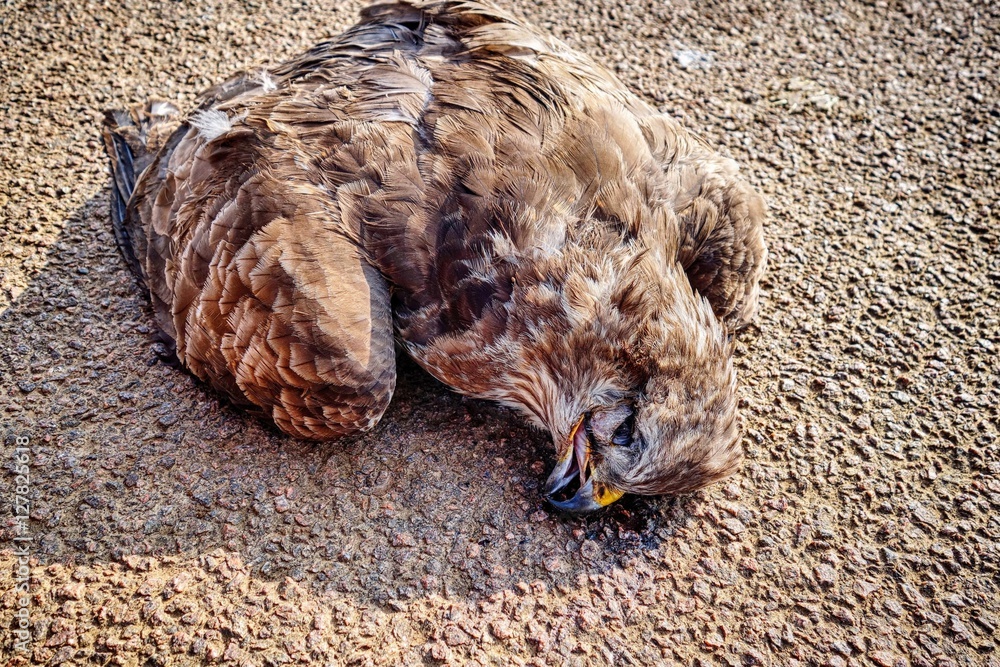 A dead buzzard crushed on the road A dead buzzard crushed on the road