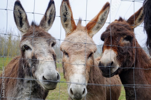 Valokuvatapetti 3 donkeys behind a fence
