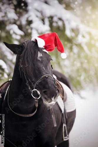 Black horse in a red Santa Claus hat