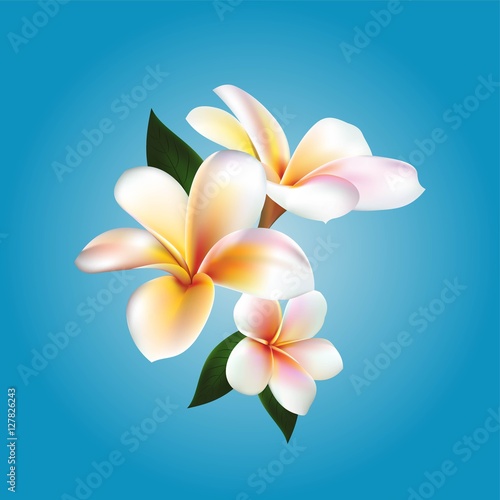 Plumeria. Vector flower