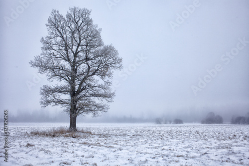Lone tree in snowy field © bigacis