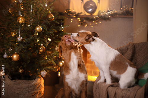 Dog Jack Russell Terrier and Dog Nova Scotia Duck Tolling Retriever . Happy New Year, Christmas, pet in the room the Christmas tree