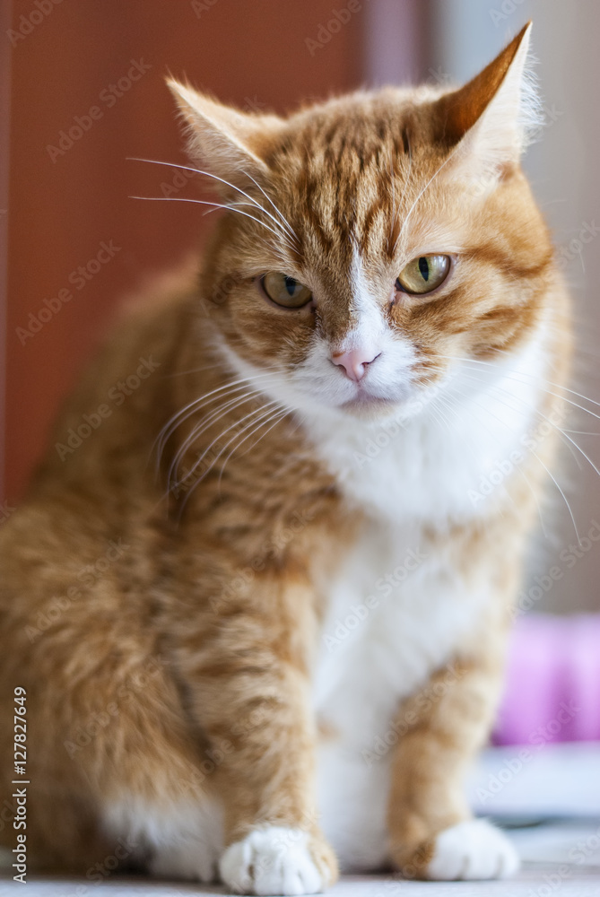 portrait ginger cat 