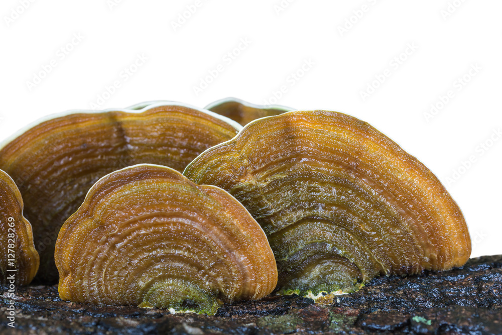 Macro wet brown bracket fungus on wood isolated on white. Saved Macro wet brown bracket fungus on wood isolated on white. Saved