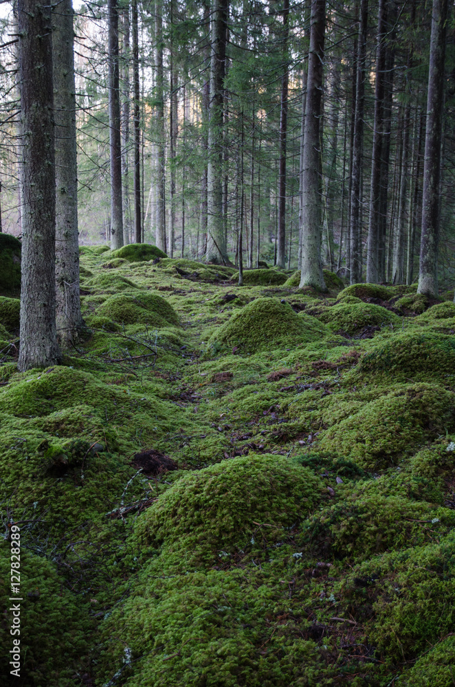 Moss-grown rocks in a coniferous forest Moss-grown rocks in a coniferous forest