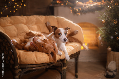 Fototapeta Naklejka Na Ścianę i Meble -  Dog Jack Russell Terrier and Dog Nova Scotia Duck Tolling Retriever . Happy New Year, Christmas, pet in the room the Christmas tree