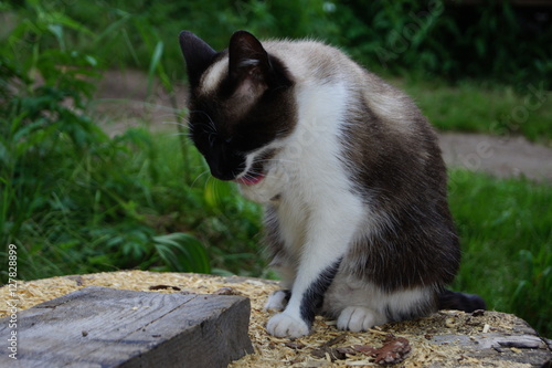 village cat washes © mounty