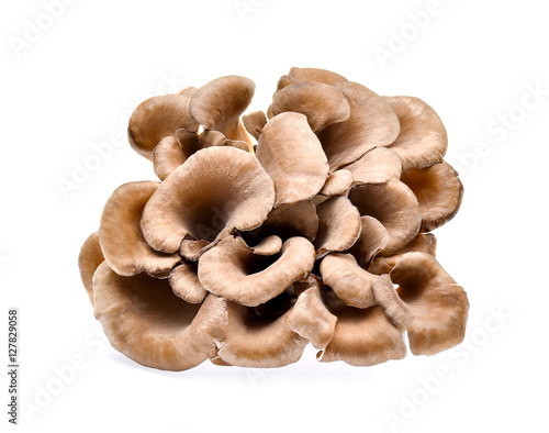 Composite of hen of the woods, or maitake mushrooms on white bac