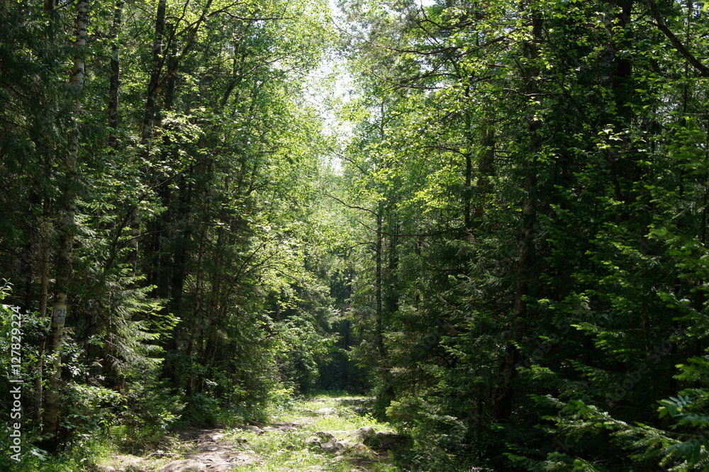 path in the forest path in the forest