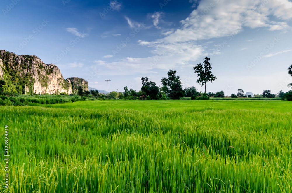 Image Green Rice Field with Mountains Background under Blue Sky Image Green Rice Field with Mountains Background under Blue Sky