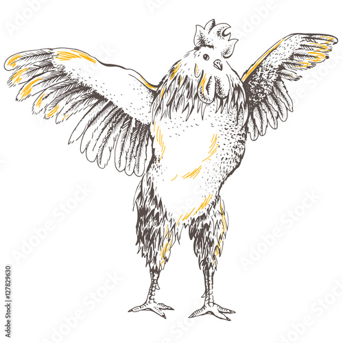 front rooster sketch © daga5