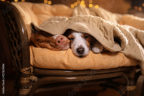 Fototapeta Naklejka Na Ścianę i Meble -  Dog Jack Russell Terrier and Dog Nova Scotia Duck Tolling Retriever .
