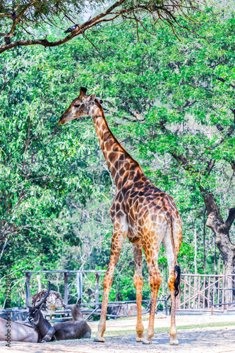 Giraffe stood up under tree