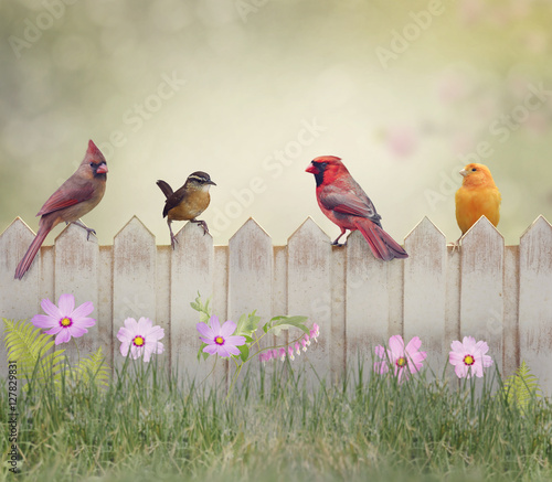 Fototapeta Birds on the Fence