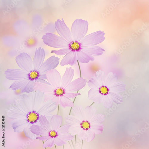 Purple Cosmos Flowers