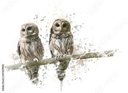 Obraz Akwarela Barred Owls