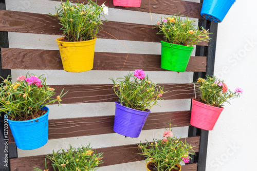 Portulaca oleracea in color planter box hanging on wooden wall photo