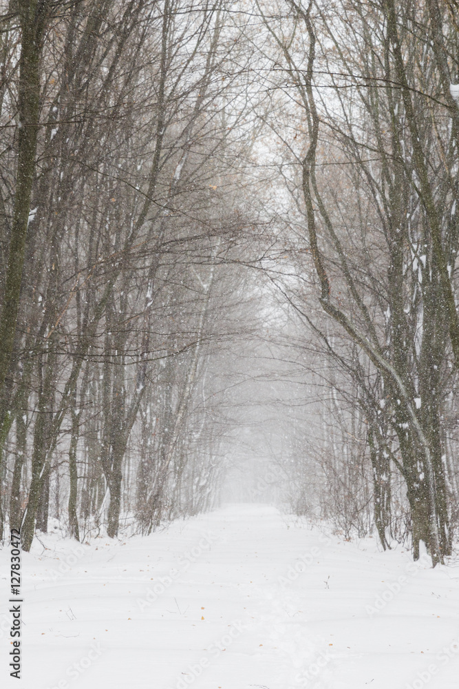 Beautiful snowfall in white forest before Christmas Beautiful snowfall in white forest before Christmas