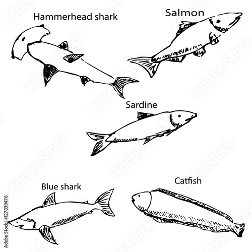 Marine inhabitants with names. Pencil sketch by hand.