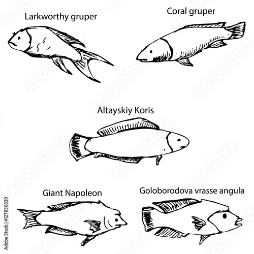 Marine inhabitants with names. Pencil sketch by hand.