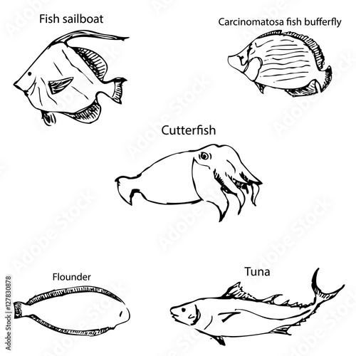 Marine inhabitants with names. Pencil sketch by hand.