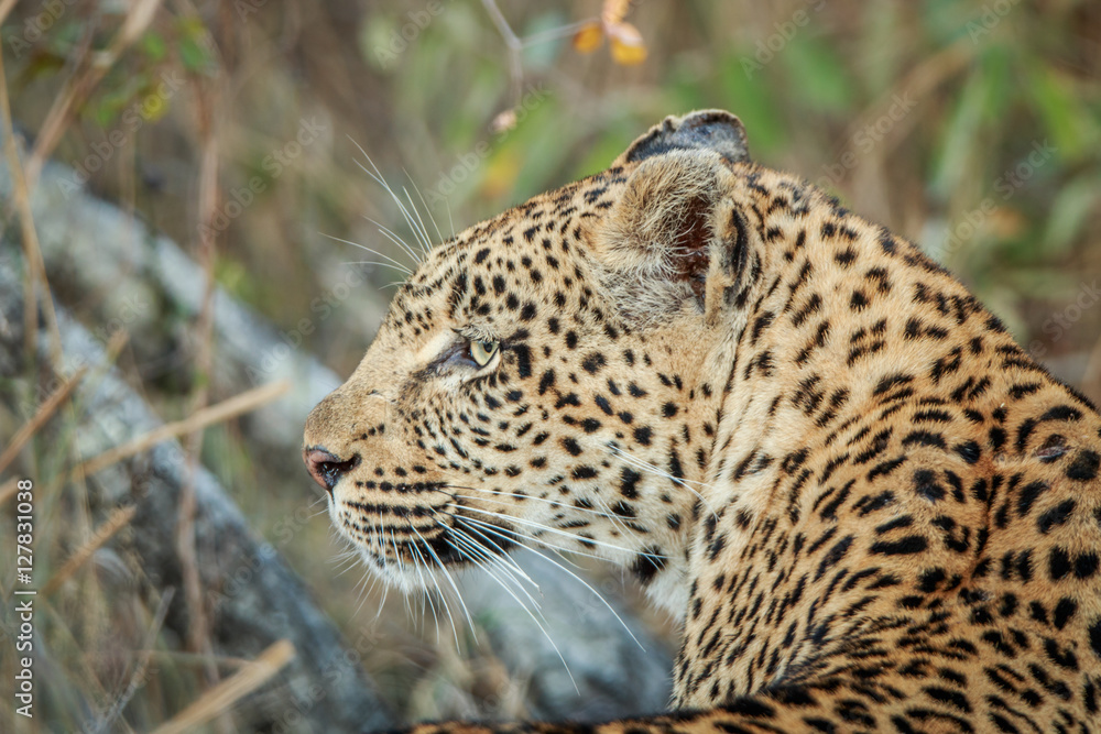 Side profile of a Leopard. Side profile of a Leopard.