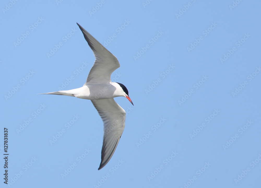 Obraz premium Common Tern, (Sterna hirundo), adult in flight, Romania.