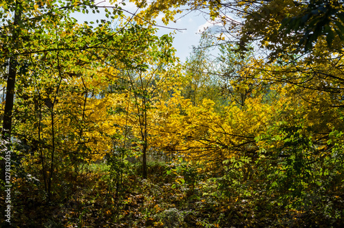 Herbstfarben © Horst Hübner
