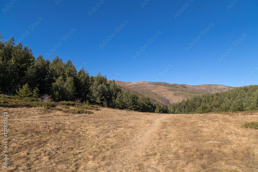 Pine forest in the mountain and clear blue sky