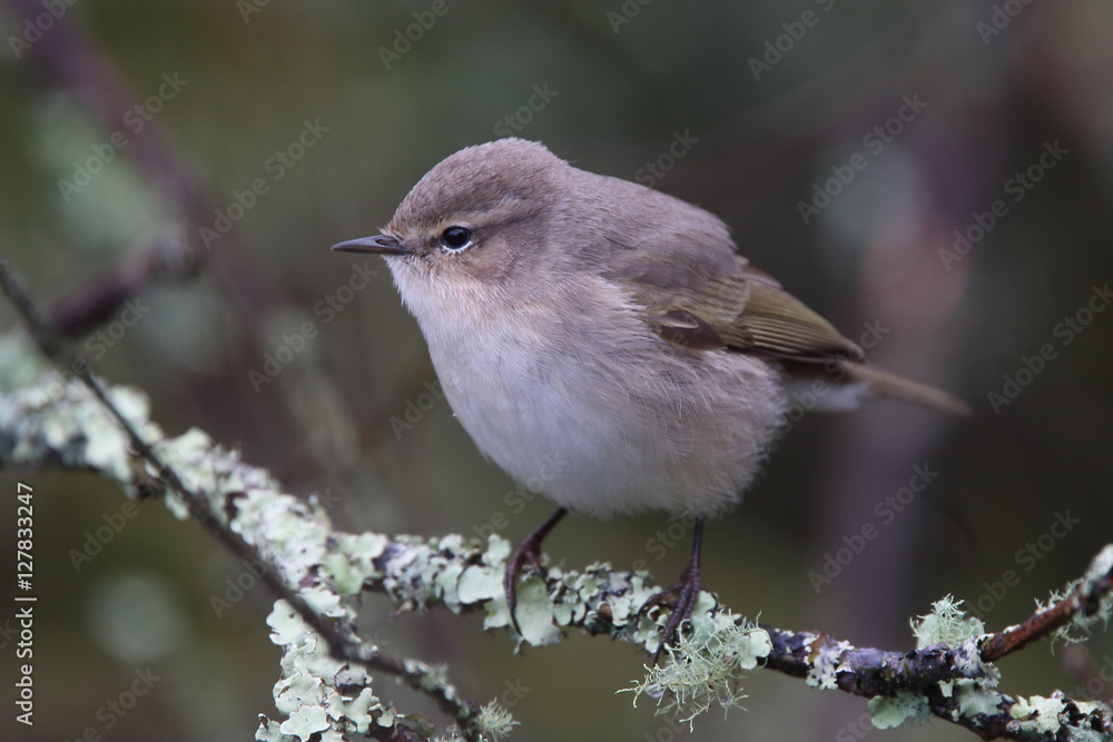 Siberian Chiffchaff, Stithians Reservoir, Cornwall, UK.