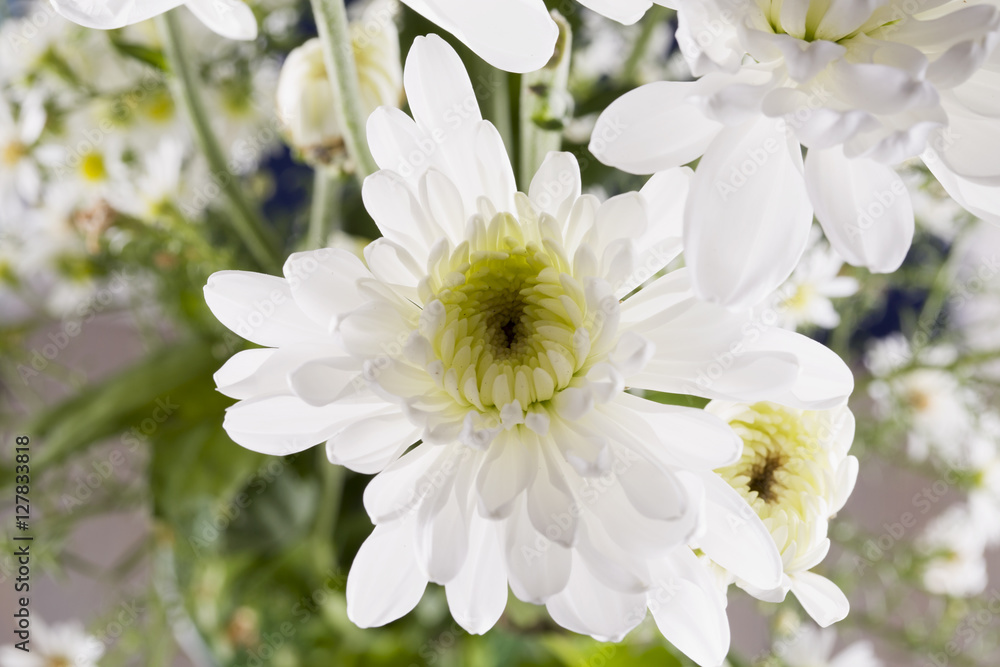 Fototapeta premium White daisy in close up